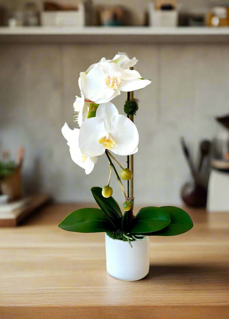 Orquidea mini