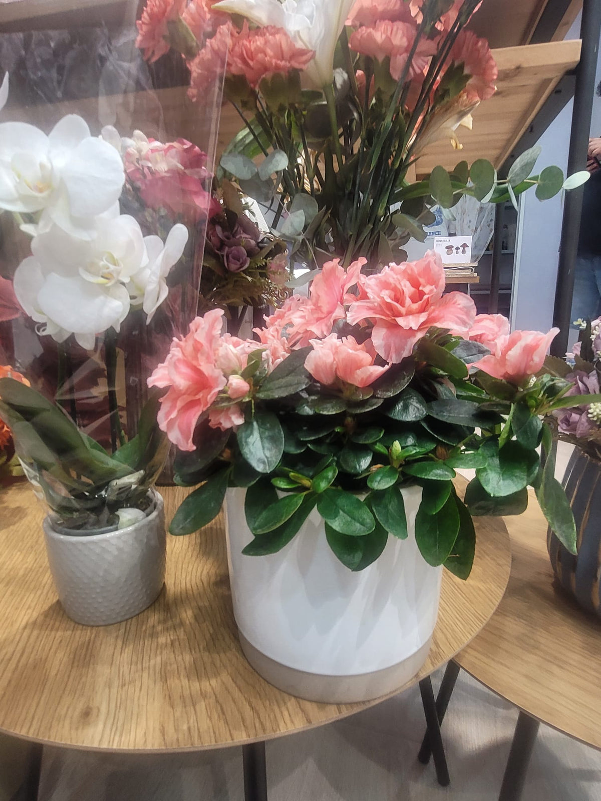 Azalea
