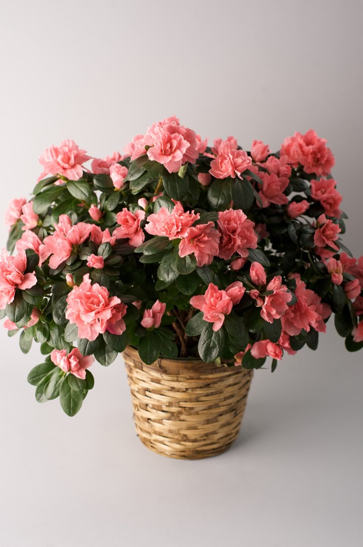 Azalea