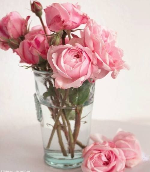 Pink Lady