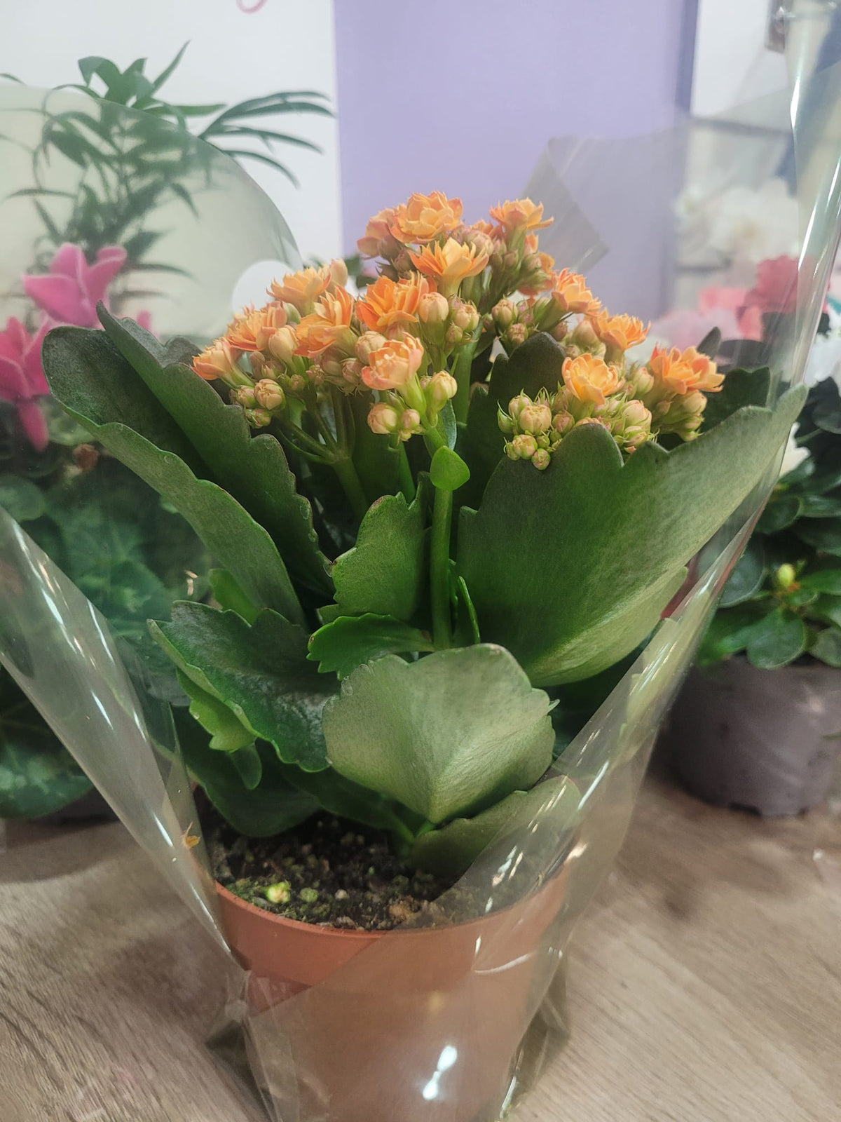 kalanchoe mini