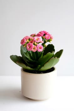 kalanchoe mini